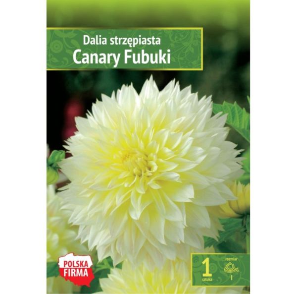 Dahlia